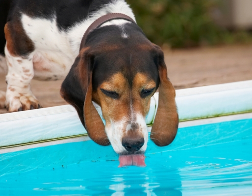 I am really, really thirsty
Avainsanat: Bassett Dog Dogs Drink Drinking Hound Hounds Humph Humphrey Play Playing Playtime Pool Swimming Tongue