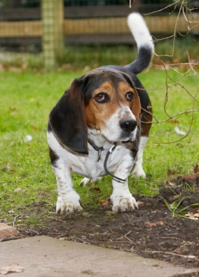 Look, I'm jus' checking things out, OK?!
Keywords: Bassett Dog Dogs Hound Hounds Humph Humphrey Play Playing Playtime
