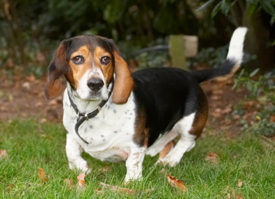 Will this pose do?
Mots-clés: Bassett Dog Dogs Hound Hounds Humph Humphrey Play Playing Playtime Stand Standing