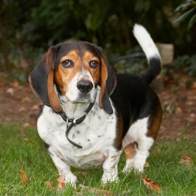 Can we do something, please
Palabras Clave: Bassett Dog Dogs Hound Hounds Humph Humphrey Play Playing Playtime Stand Standing