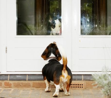 Hi, how ya doin'?
Ключові слова: Bassett Bull Dog Dogs English Hound Hounds Humph Humphrey Mana Play Playing Playtime Terrier Terriers