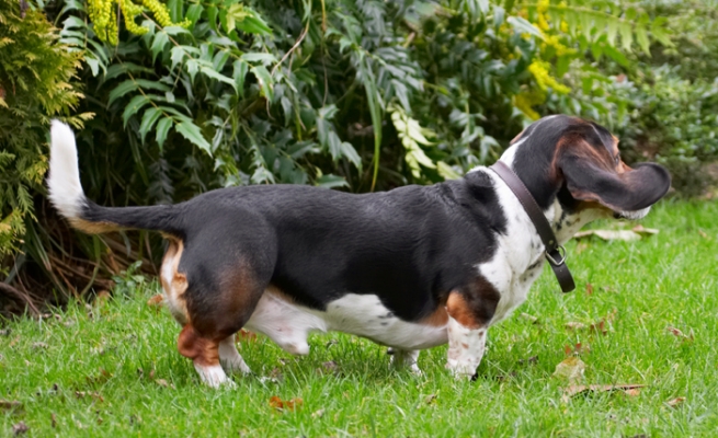 Oooh, what's going over there
Schlüsselwörter: Bassett Dog Dogs Hound Hounds Humph Humphrey Play Playing Playtime Stand Standing