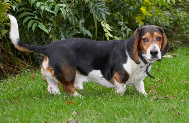 OK, I'll do something in a minute
Anahtar kelimeler: Bassett Dog Dogs Hound Hounds Humph Humphrey Play Playing Playtime Stand Standing