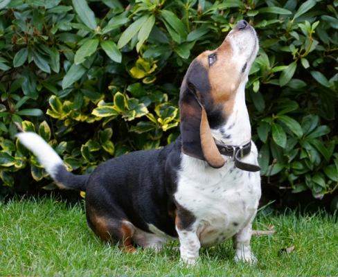 You got something for me
Anahtar kelimeler: Bassett Dog Dogs Hound Hounds Humph Humphrey Play Playing Playtime