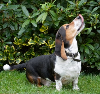 Ooooh, I can't wait
Palabras clave: Bassett Dog Dogs Hound Hounds Humph Humphrey Play Playing Playtime Sit Sitting Tongue