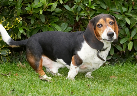 That was fun, really
Λέξεις-κλειδιά: Bassett Dog Dogs Face Funny Hound Hounds Humph Humphrey Play Playing Playtime