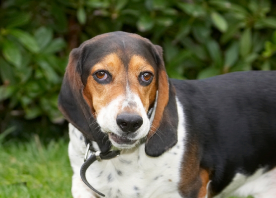 I'm jus' enjoying my cookie
Schlüsselwörter: Bassett Dog Dogs Face Funny Head Hound Hounds Humph Humphrey Play Playing Playtime Portrait Pose Posing