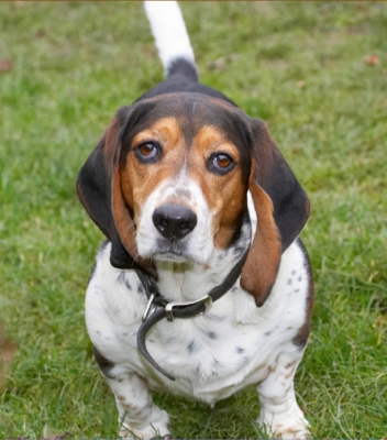 What you go there?
Ključne besede: Bassett Dog Dogs Hound Hounds Humph Humphrey Play Playing Playtime