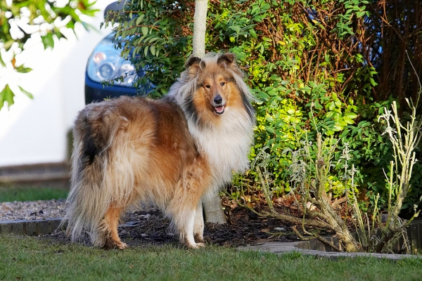 I AM not playing until you put that camera away........
Schlüsselwörter: Collie Collies Dog Dogs Haired Rough Sonny Stand Standing