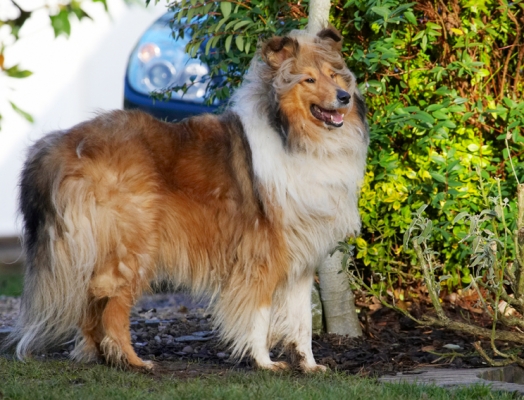 ........ I mean it
الكلمات الإستدلالية(لتسهيل البحث): Collie Collies Dog Dogs Haired Rough Smile Smiling Sonny Stand Standing