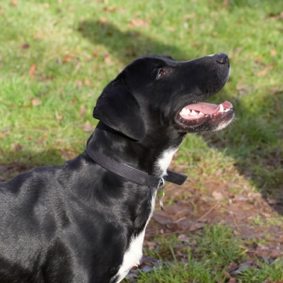 Well, don't just stand there, do something
Keywords: Boogla Bougla Dog Dogs Play Playing Playtime Spaniel Spaniels Springer Staffordshire Bull Terrirer Terriers Tongue