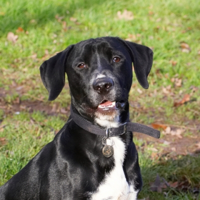 Wot!!
Schlüsselwörter: Boogla Bougla Dog Dogs Head Play Playing Playtime Spaniel Spaniels Springer Staffordshire Bull Terrirer Terriers