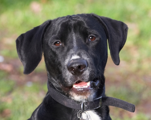 I'm such a cutie pie
Palabras clave: Boogla Bougla Dog Dogs Head Play Playing Playtime Portrait Pose Posing Spaniel Spaniels Springer Staffordshire Bull Terrirer Terriers