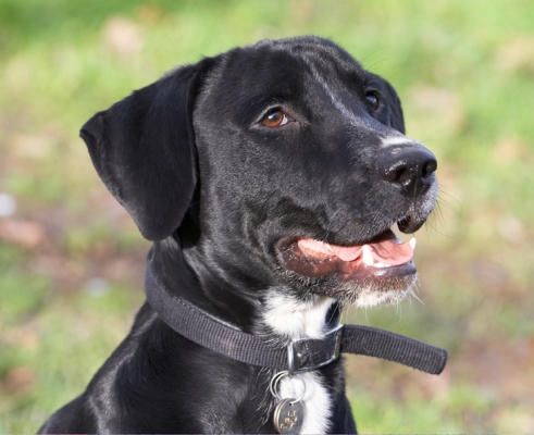 I'm waiting
Keywords: Boogla Bougla Dog Dogs Head Play Playing Playtime Portrait Pose Posing Smile Smiling Spaniel Spaniels Springer Staffordshire Bull Terrirer Terriers