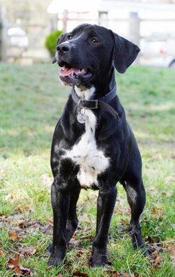 I'm ready
Schlüsselwörter: Boogla Bougla Dog Dogs Play Playing Playtime Spaniel Spaniels Springer Staffordshire Bull Terrirer Stand Standing Terriers