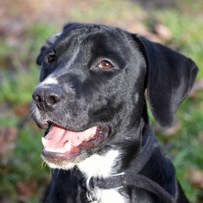 I'm waiting patiently
Palabras clave: Boogla Bougla Dog Dogs Head Play Playing Playtime Portrait Pose Posing Smile Smiling Spaniel Spaniels Springer Staffordshire Bull Terrirer Terriers