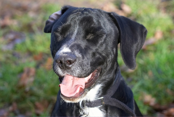 Ha, ha, ha
Keywords: Head Playtime Portrait Pose Posing Smile Smiling Spaniel Spaniels Springer Staffordshire Bull Terrirer Terriers Boogla Bougla Dog Dogs Tongue Laugh Laughing Play Playing