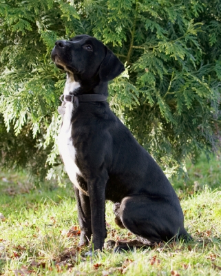 OK, you have my undivided attention
Keywords: Boogla Bougla Dog Dogs Play Playing Playtime Sit Sitting Spaniel Spaniels Springer Staffordshire Bull Terrirer Terriers