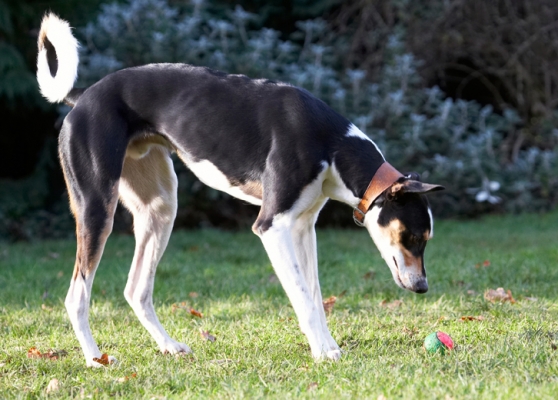 Wot's this?
Schlüsselwörter: Ball Dog Dogs Lurcher Murphy Play Playing Playtime