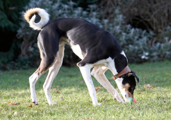 Does it move?
Anahtar kelimeler: Ball Dog Dogs Lurcher Murphy Play Playing Playtime