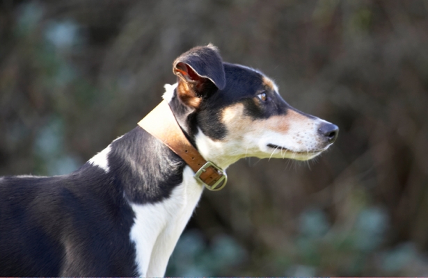 Watching and waiting
Keywords: Alert Dog Dogs Lurcher Murphy Play Playing Playtime