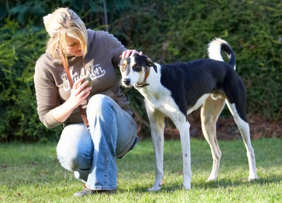I don't know wot she wants!
Ključne besede: Ball Blonde Dog Dogs Kate Lurcher Murphy Play Playing Playtime Woman