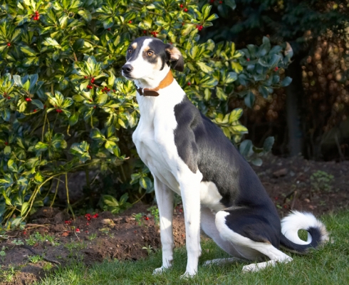 OK, when can I go?
Ključne besede: Berries Dog Dogs Lurcher Murphy Play Playing Playtime Pose Posing Sit Sitting Tree