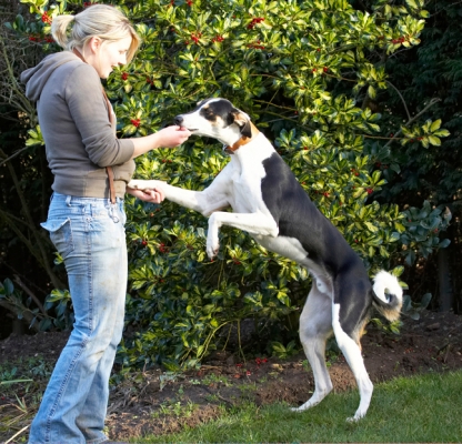 My reward
Palabras clave: Blonde Cookie Dog Dogs Hand Kate Leap Leaping Lurcher Murphy Paw Play Playing Playtime Shake Shaking Smile Smiling Woman