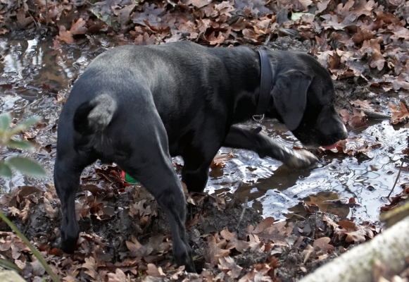 Oh, goodie, muddy water
Anahtar kelimeler: Drink Drinking Play Playing Playtime Spaniels Springer Spaniel Staffordshire Bull Terrier Terriers Tongue Water