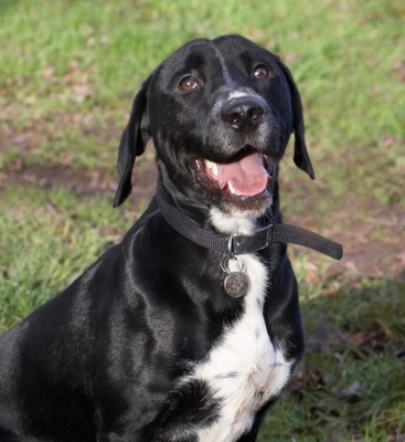 OK, let's have some action
Ключевые слова: Play Playing Playtime Sit Sitting Smile Spaniels Springer Spaniel Staffordshire Bull Terrier Terriers Tongue