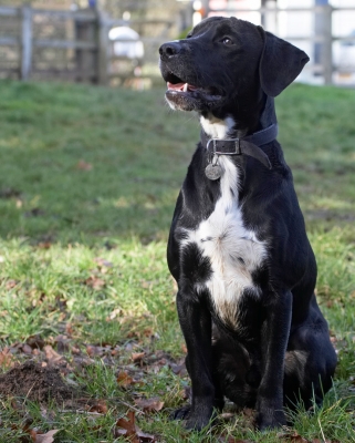 Aren't I being a good boy!!
Keywords: Play Playing Playtime Sit Spaniels Springer Spaniel Staffordshire Bull Terrier Stting Terriers