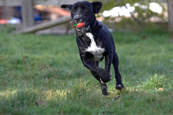 There's no stopping me
Palabras clave: Ball Play Playing Playtime Run Running Spaniels Springer Spaniel Staffordshire Bull Terrier Terriers