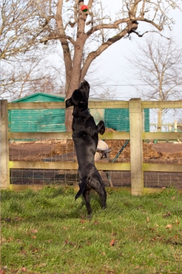 I gottit
Keywords: Ball Leap Leaping Play Playing Playtime Spaniels Springer Spaniel Staffordshire Bull Terrier Terriers