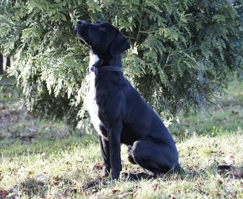 OK, you've got my undivided attention
Keywords: Christmas Play Playing Playtime Sit Sitting Spaniels Springer Spaniel Staffordshire Bull Terrier Sunshine Terriers Tree