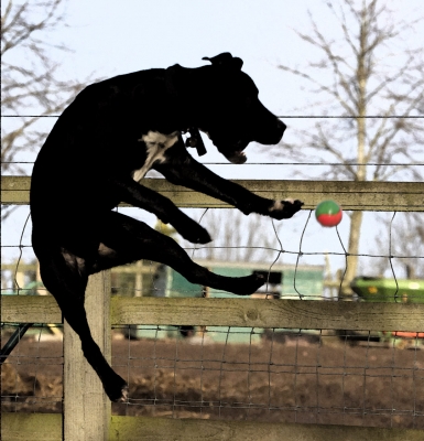 Hey, I'm ready for the high jump!
Keywords: Ball Leap Leaping Play Playing Playtime Spaniels Springer Spaniel Staffordshire Bull Terrier Terriers