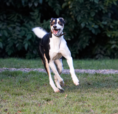 Hey, this is exciting
Keywords: Dog Dogs Lurcher Murphy Play Playing Playtime Run Running Smile Smiling