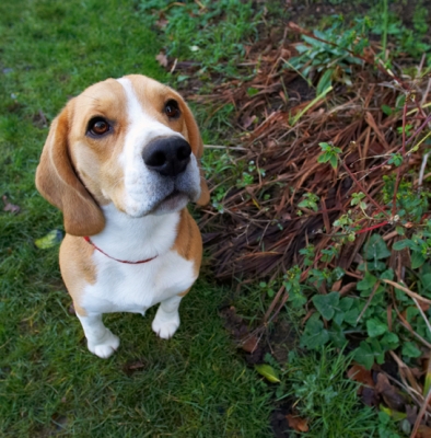 Look, I'm being good
Mots-clés: Archie Beagle Dog Dogs Play Playing Playtime Sit Sitting