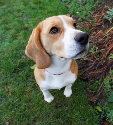 How long do I have to wait?
Palabras clave: Archie Beagle Dog Dogs Play Playing Playtime Sit Sitting