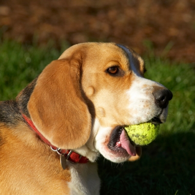 Well, I AM exercising my jaw
Klíčová slova: Archie Ball Beagle Dog Dogs Head Play Playing Playtime Portrait Pose Posing Tongue