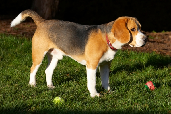 I just can't make a decision
Palabras clave: Archie Ball Balls Beagle Dog Dogs Play Playing Playtime Stand Standing