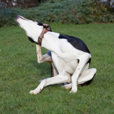 Ooo, ooo, ooo, right there
Keywords: Dog Dogs Lurcher Murphy Play Playing Playtime Scratch Scratching