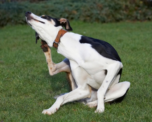 Ecstasy
Ključne besede: Dog Dogs Lurcher Murphy Play Playing Playtime Scratch Scratching
