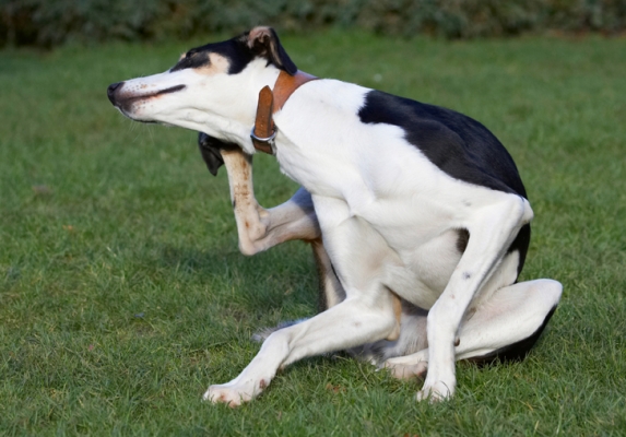 Yeah, dig deep
Schlüsselwörter: Dog Dogs Lurcher Murphy Play Playing Playtime Scratch Scratching