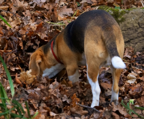I know it's in here somewhere
Ključne besede: Archie Beagle Dog Dogs Play Playing Playtime