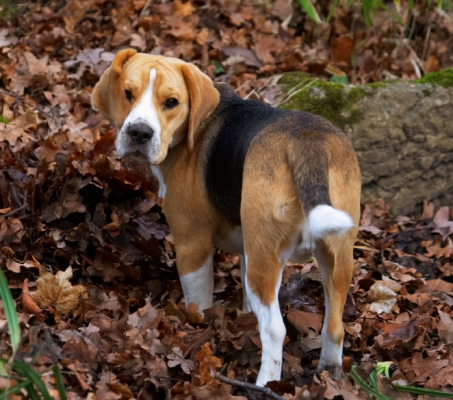 I can't find it..........
Ključne besede: Archie Beagle Dog Dogs Play Playing Playtime