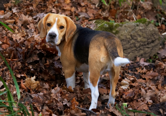 .......... can you help?
Ключові слова: Archie Beagle Dog Dogs Play Playing Playtime