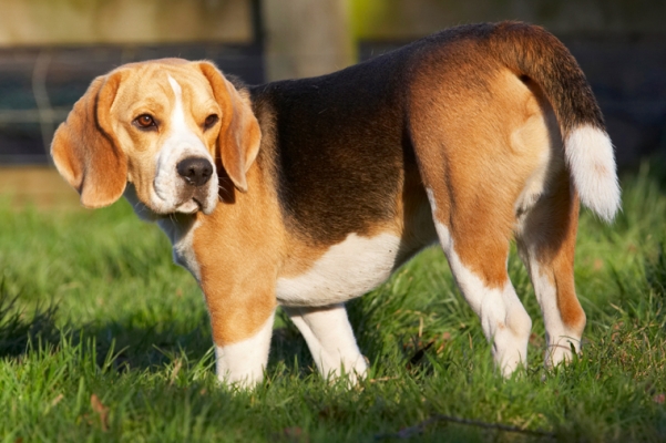 Jus' checking things out
Ključne besede: Archie Beagle Dog Dogs Play Playing Playtime Stand Standing