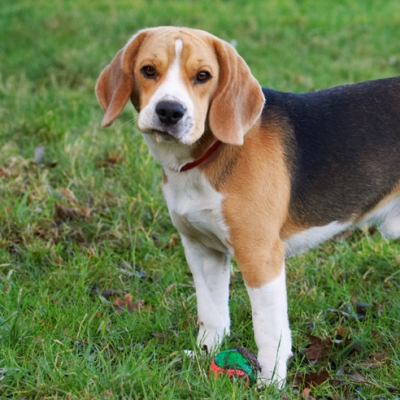 Aye, it's a rum do
Ключові слова: Archie Beagle Dog Dogs Face Funny Play Playing Playtime Stand Standing