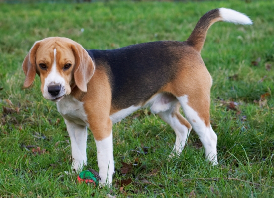I just DON'T know
Λέξεις-κλειδιά: Archie Beagle Dog Dogs Face Funny Play Playing Playtime Stand Standing