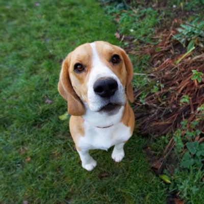 I'm waiting patiently
Słowa kluczowe: Archie Beagle Dog Dogs Play Playing Playtime Sit Sitting